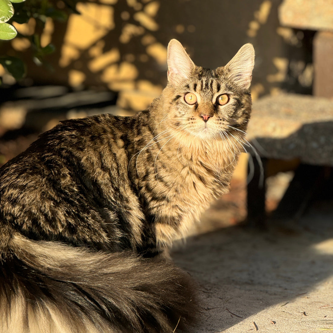 Fluffy Maine Coon cat sitting in the sun on a patio, showing off a well-groomed coat and relaxed posture